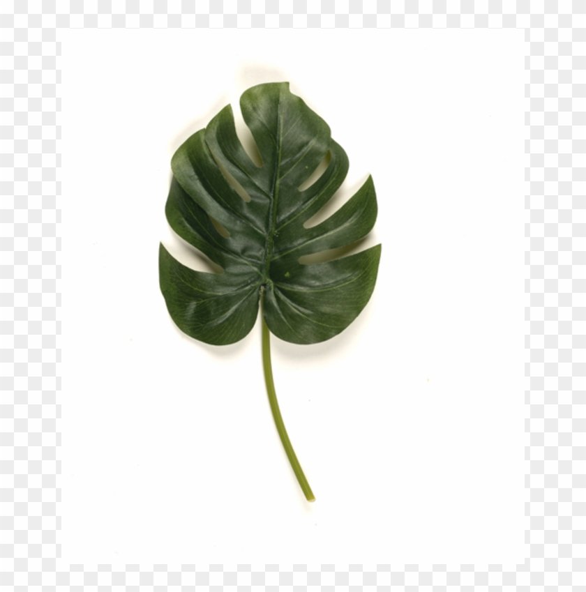 Monstera Leaf - Monstera Deliciosa Clipart #3736548