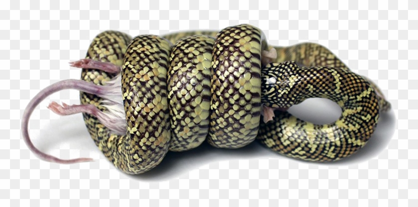 Snake Png Image Background - Snake Constriction Clipart