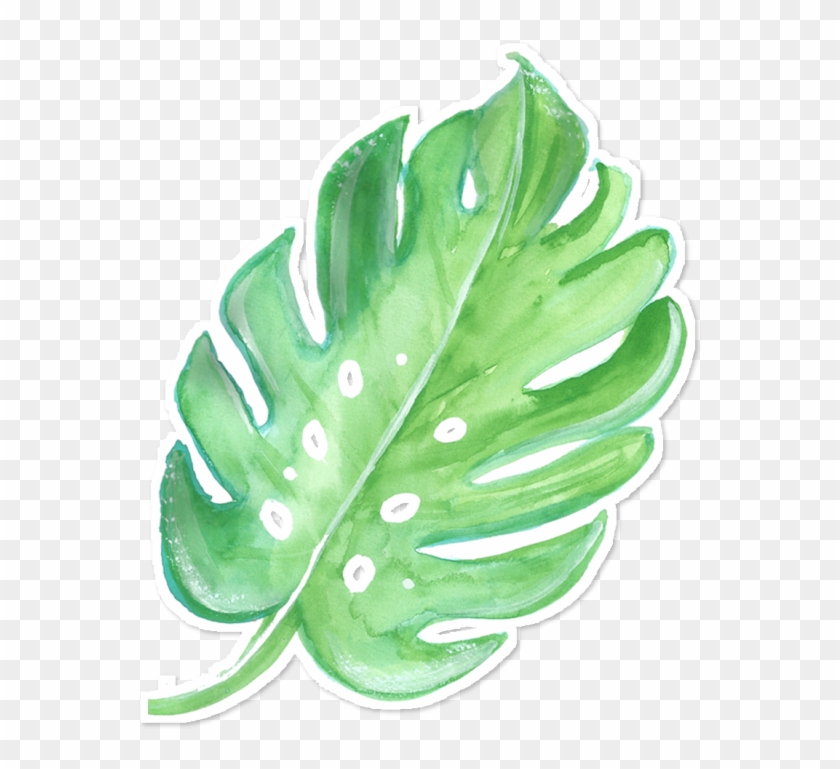 Costela De Adao Png - Costela De Adão Aquarela Clipart