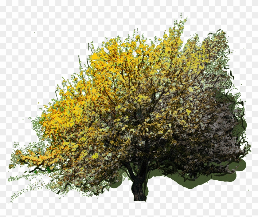 134430 Metrosideros Excelsa Jlwz 23 Jan 2019 - Swamp Birch Clipart