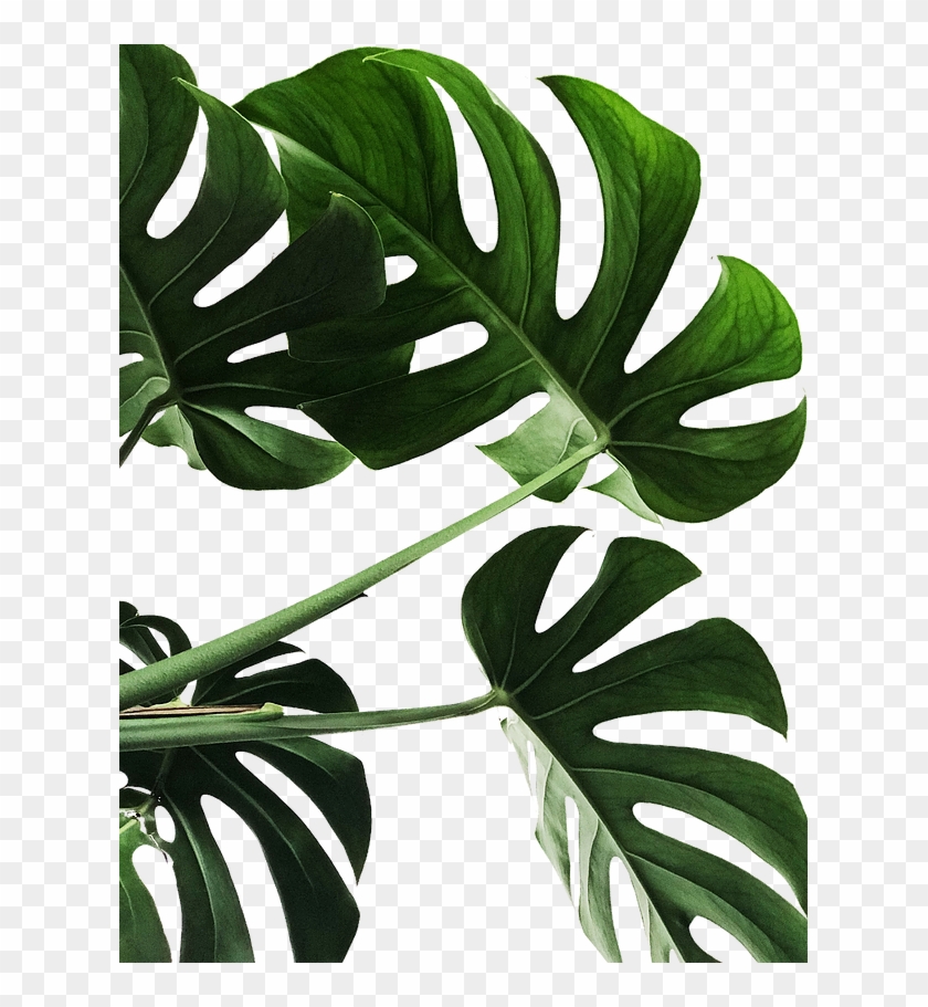 Website Plant Angie Sanchez Edited - Poster Monstera Clipart