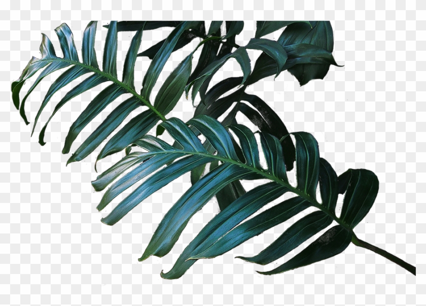 We Are Canada's Largest And Most Trusted Replica Botanical - Pond Pine Clipart