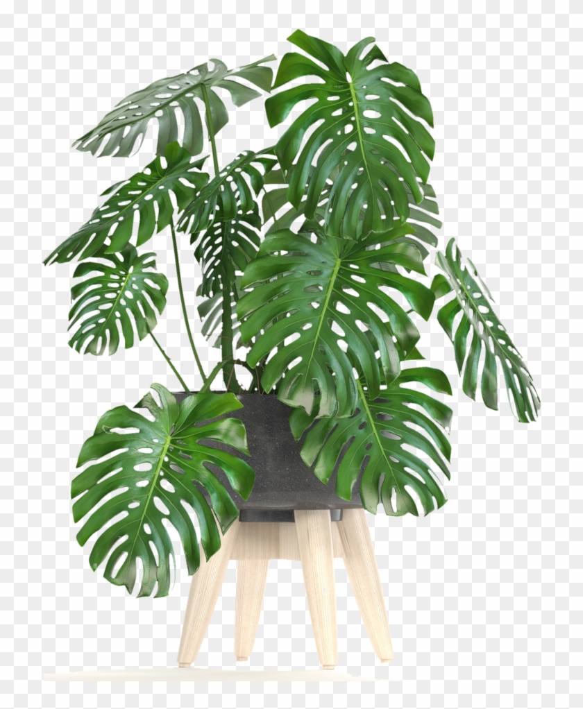 Monstera Deliciosa - Roystonea Clipart #3736973