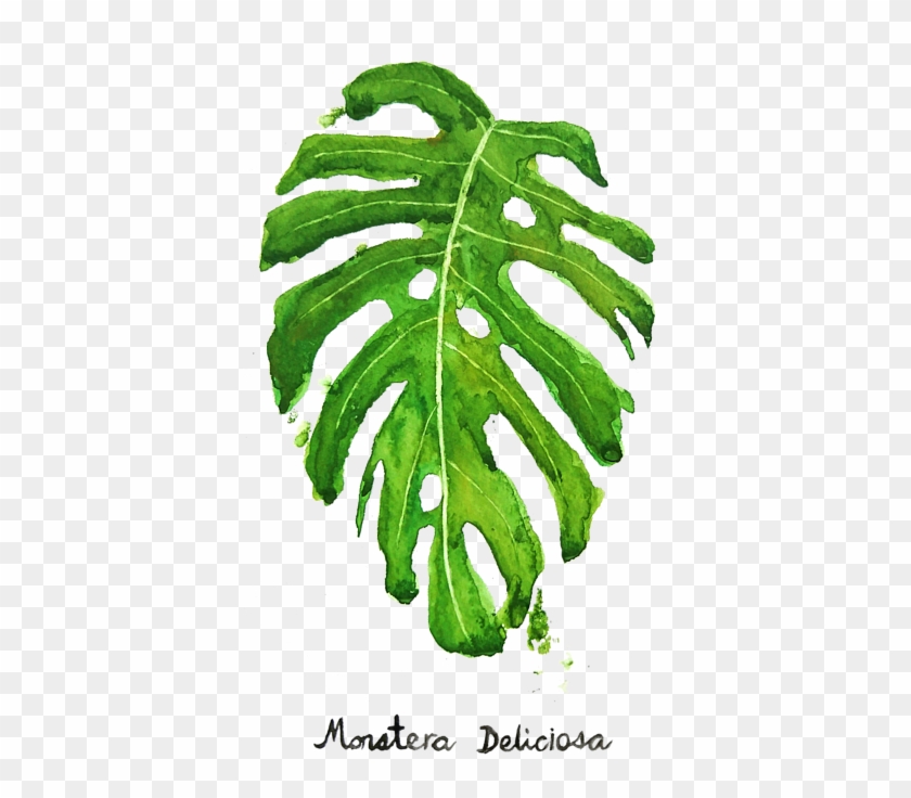 Bleed Area May Not Be Visible - Monstera Deliciosa Painting Clipart #3737025