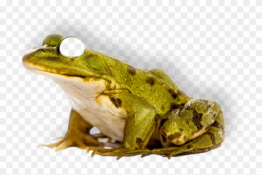 Frog - Grenouille Fond Blanc Clipart