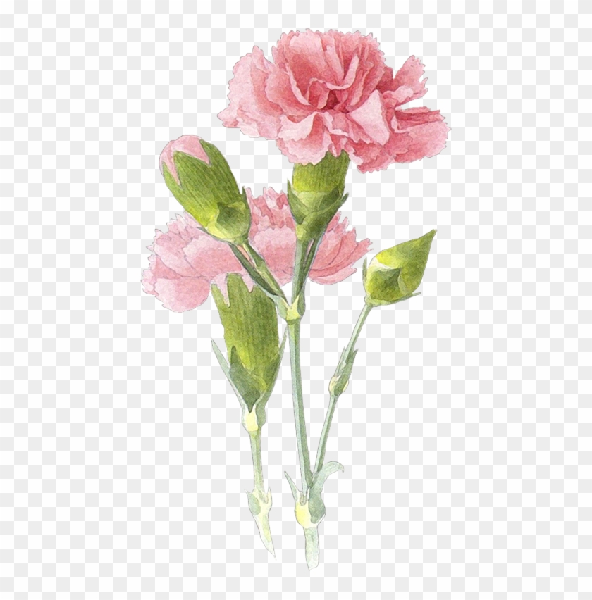 Y Trabajos Con Flores - Carnation Flower Watercolor Clipart #3738339