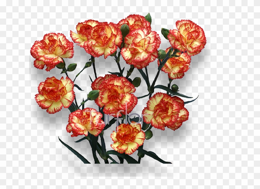 Cherry Tessino - Floribunda Clipart #3738588