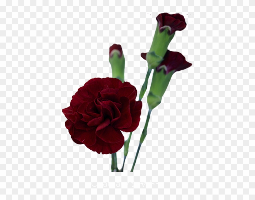 Chateau - Mini Carnation Chateau Burgundy Clipart #3738705