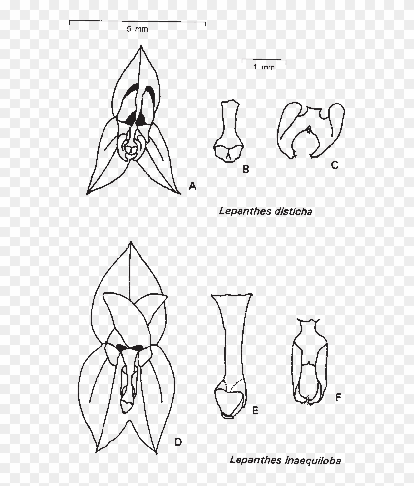 Flowers, Columns And Lips Of Lepanthes Disticha And - Sketch Clipart #3739018