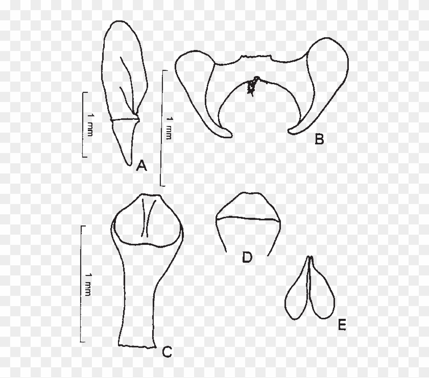 Type Material Of Lepanthes Oestlundiana - Sketch Clipart #3739227