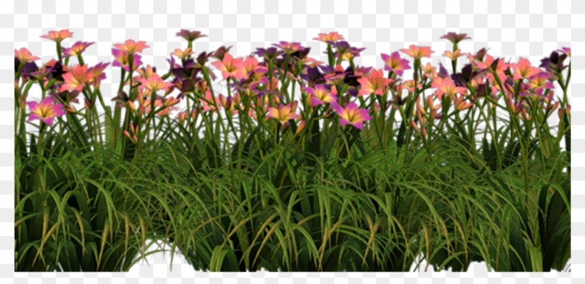 Tulip , Png Download - Iris Clipart