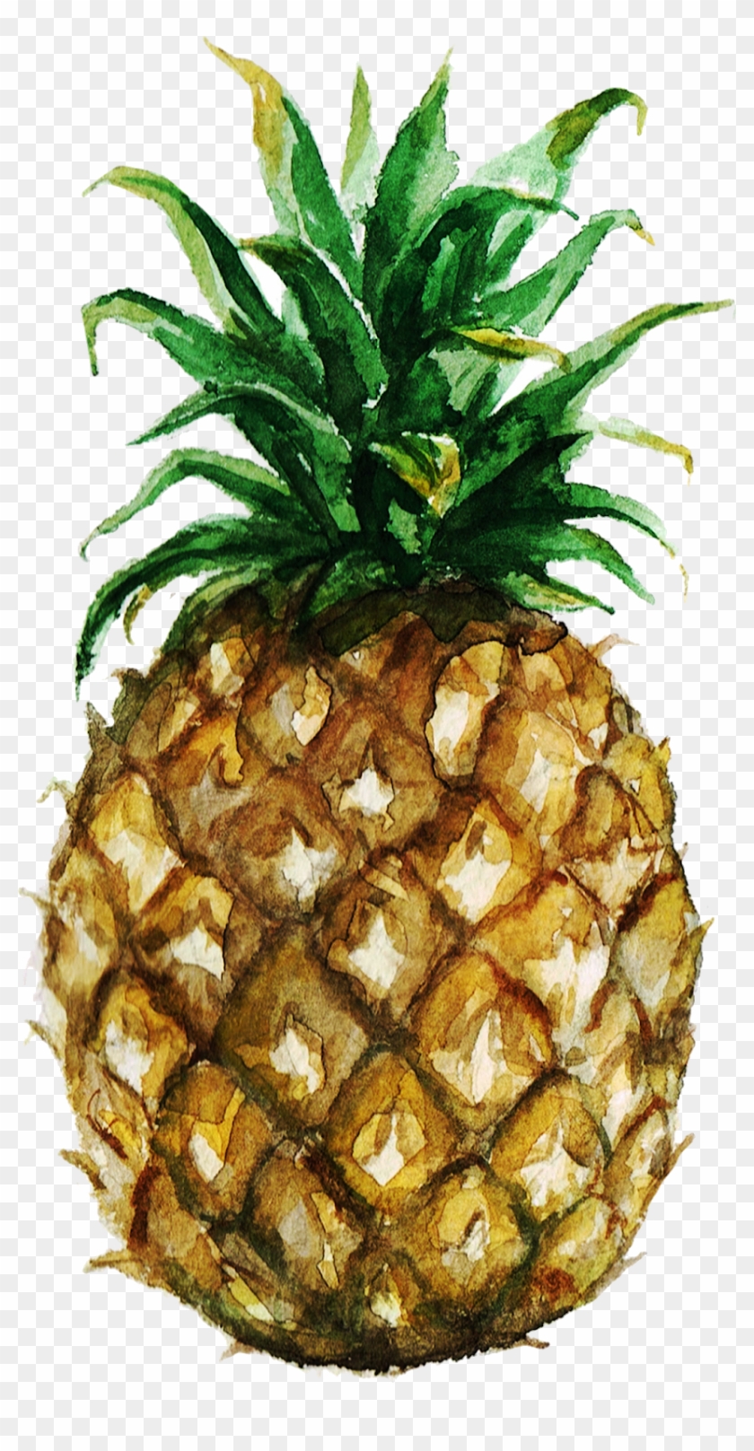 Pineapple Clip Art & Pineapple Png Image - Pineapple Watercolor Illustrations Png Transparent Png #3739883
