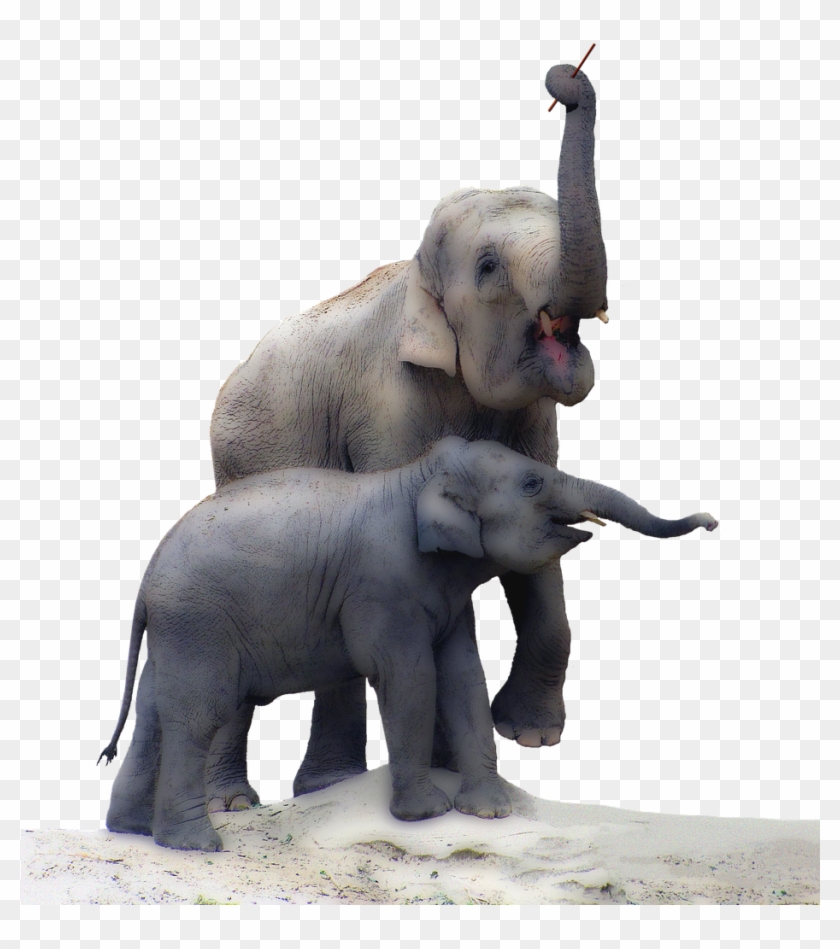 Elephant,baby - Real Elephant Baby Png Clipart #3740022
