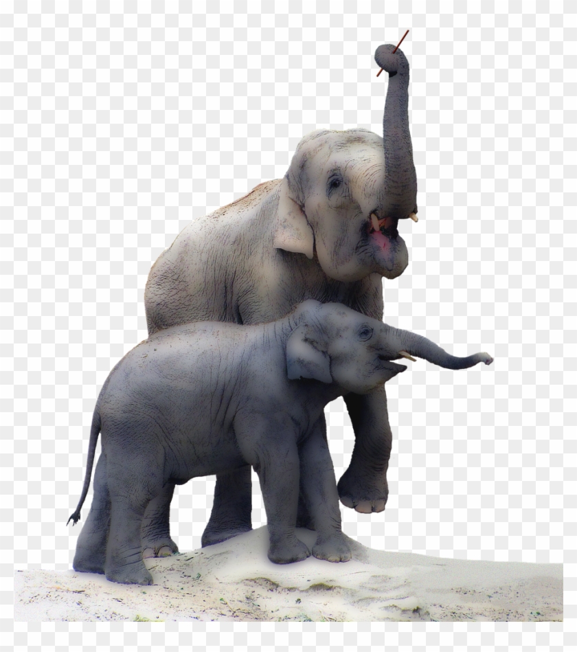 Elephant,baby - Real Elephant Baby Png Clipart