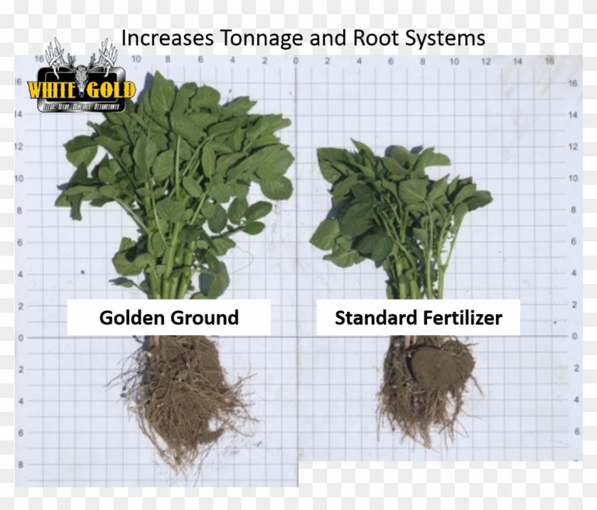 Golden Ground Removes Water And Fiber From Manure, - Sorrel Clipart