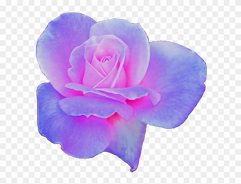Rose Clipart Aesthetic - Pink And Purple Aesthetic Png Transparent Png #3741749