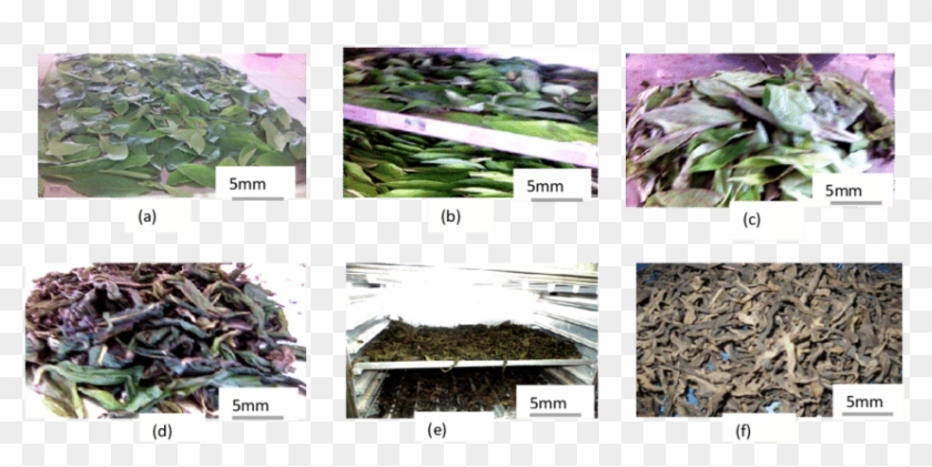 Steps Of Transformation Of Lippia Multiflora Leaves - Sugarcane Clipart