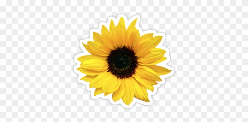 Freetoedit Sunflower Aesthetic Sticker Emoji - Transparent Sunflower Tumblr Png Clipart #3742563