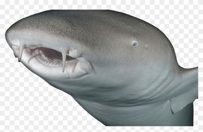 Shark Foreground 2 - Great White Shark Clipart #3743227