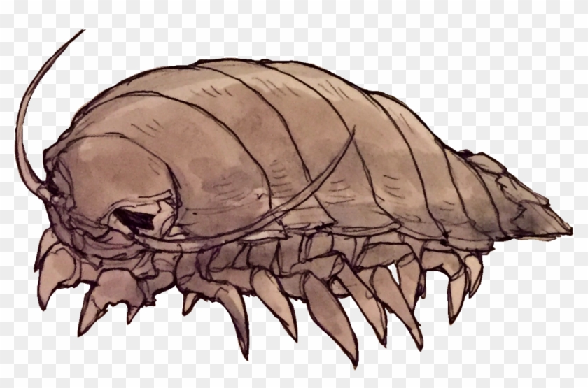Giant Isopod Png Clipart