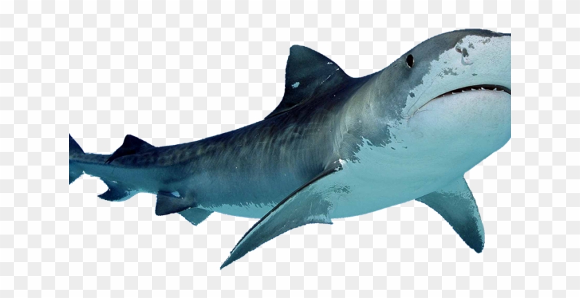 Shark Png Transparent Images - Transparent Background Shark Png Clipart