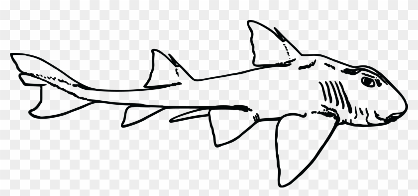 Free Clipart Of A Shark - Port Jackson Shark Drawing - Png Download #3743678