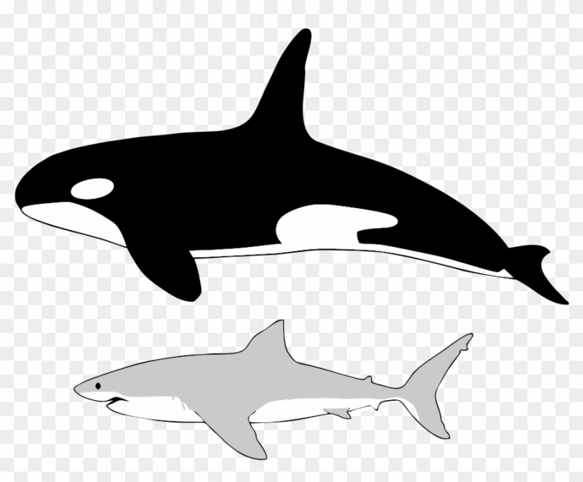 Comparison Of The Size Of An Average Orca And An Average - Killer Whale To Human Size Clipart #3743787