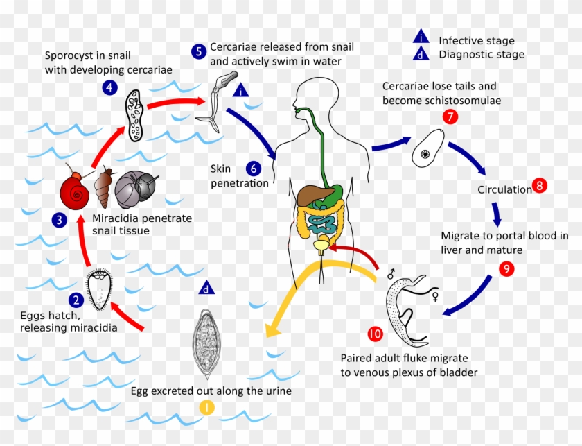 Haematobium Life Cycle - Life Cycle Of S Haematobium Clipart