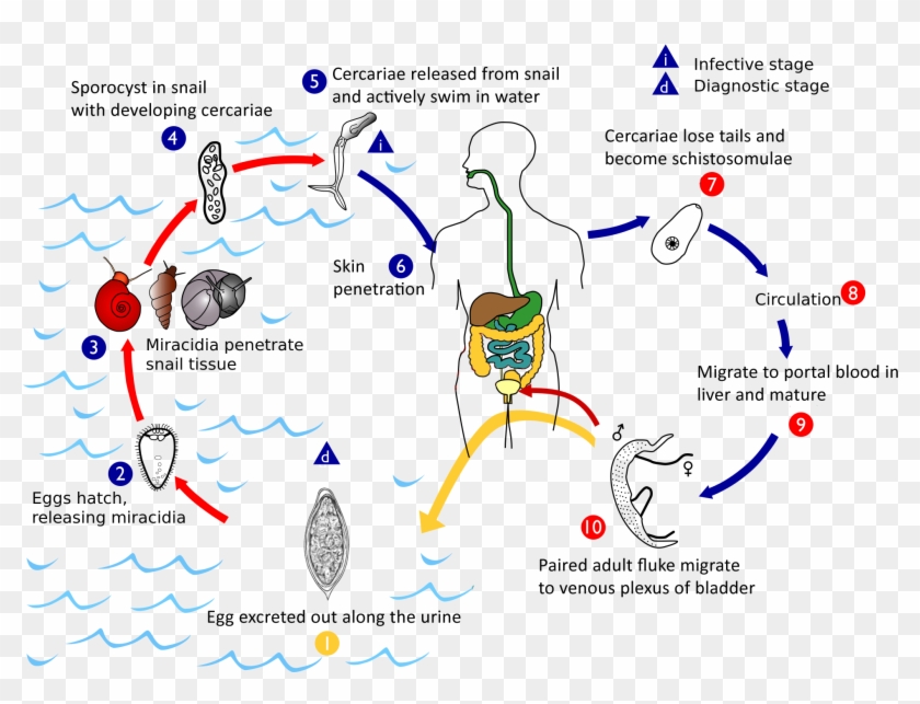 Haematobium Life Cycle - Life Cycle Of S Haematobium Clipart #3743932