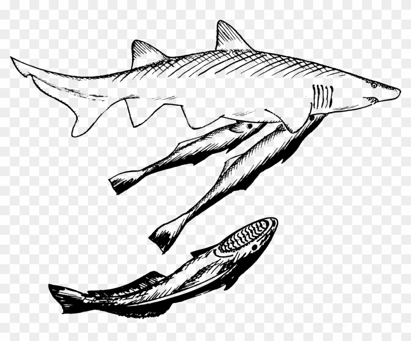 Drawing Shark Black And White - Remora Fish And Shark Drawing Clipart #3743965