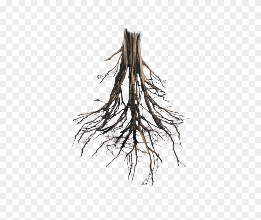 Tree Root Png - Tree Roots Png Transparent Clipart #3744708