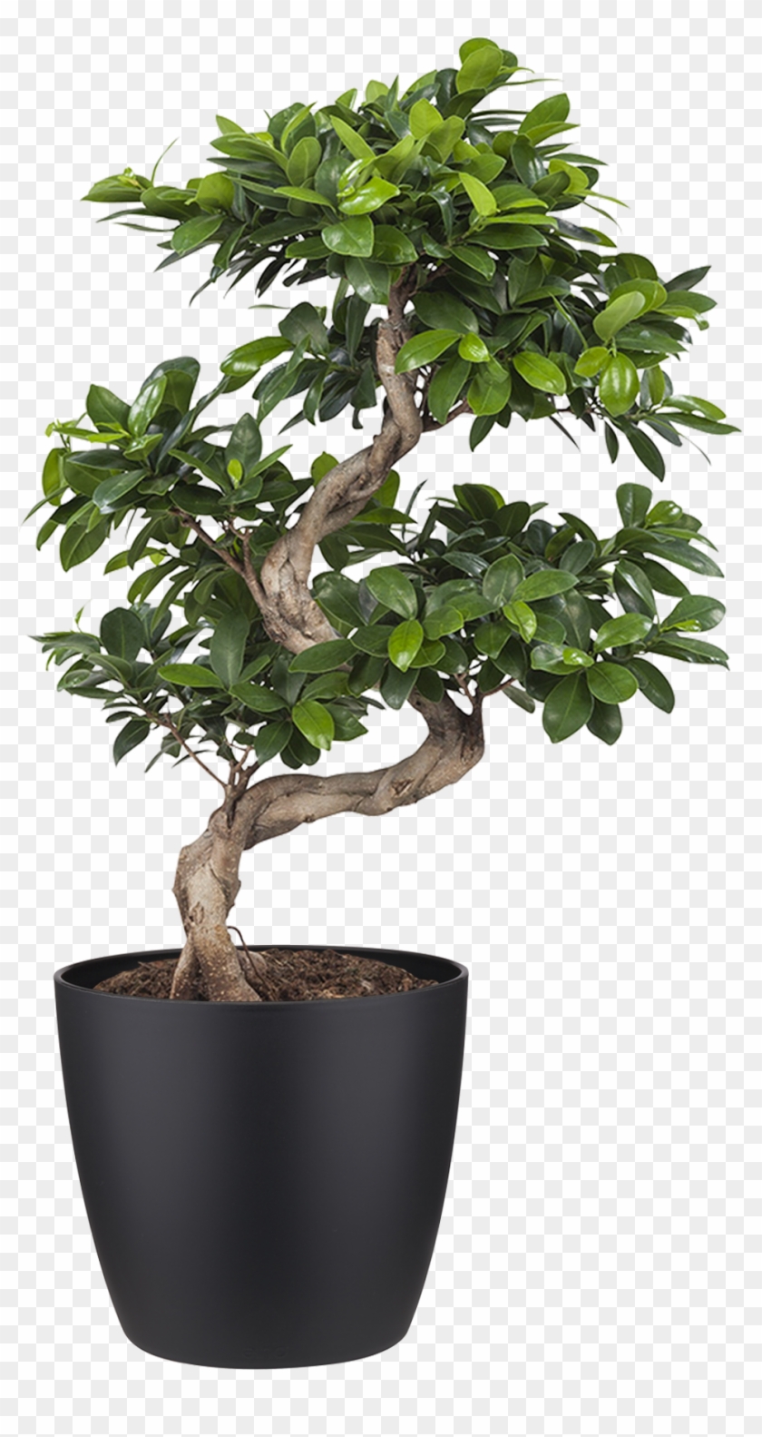 Indoor Plant Ficus - Bonsai Ficus Clipart #3746329