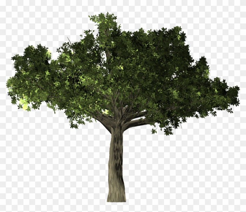 Ficus Tree Plant Isolated Png Image - Arbol Laurel Png Clipart #3746396