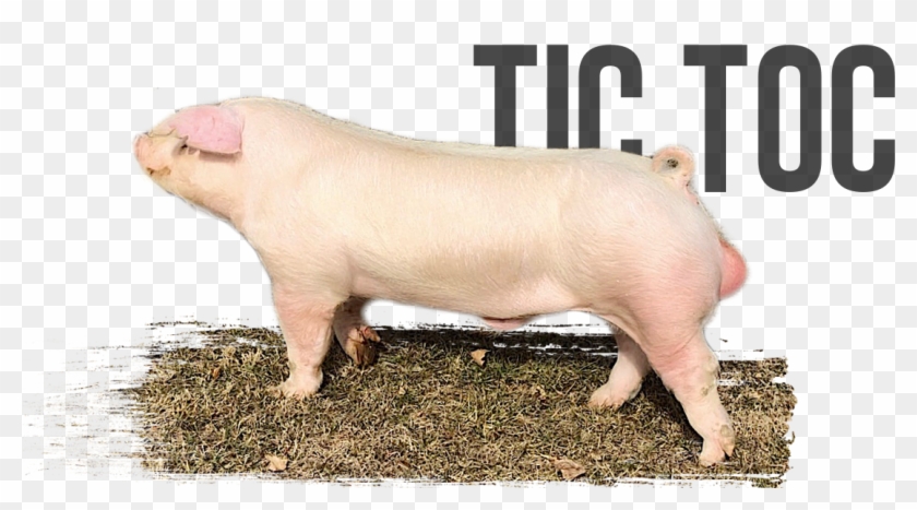 Clocks Ticking X Going Green - Domestic Pig Clipart #3746417