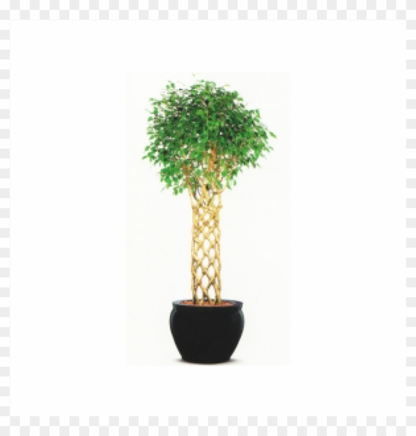 Bonsai Clipart