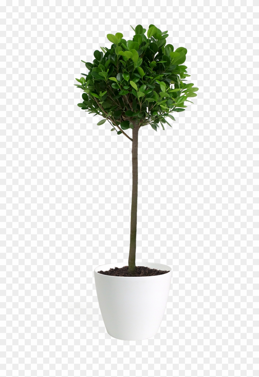 Ficus Moclame Std Small - Fig Trees Clipart #3746844