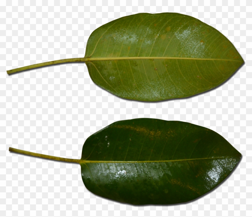 Atherton Rock Fig Leaf - Ficus Macrophylla Leaf Clipart