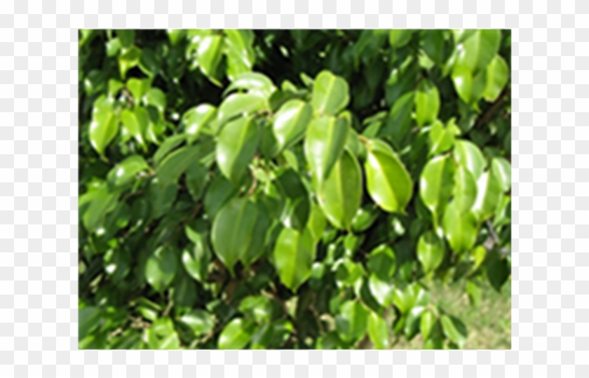 Leaf Morphology For Ficus Benjamina L - Figovník Lesklý Clipart #3746932