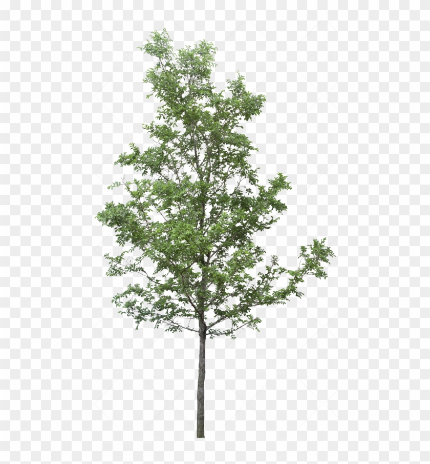 Tree Png Transparent Images - Tree Png For Photoshop Clipart
