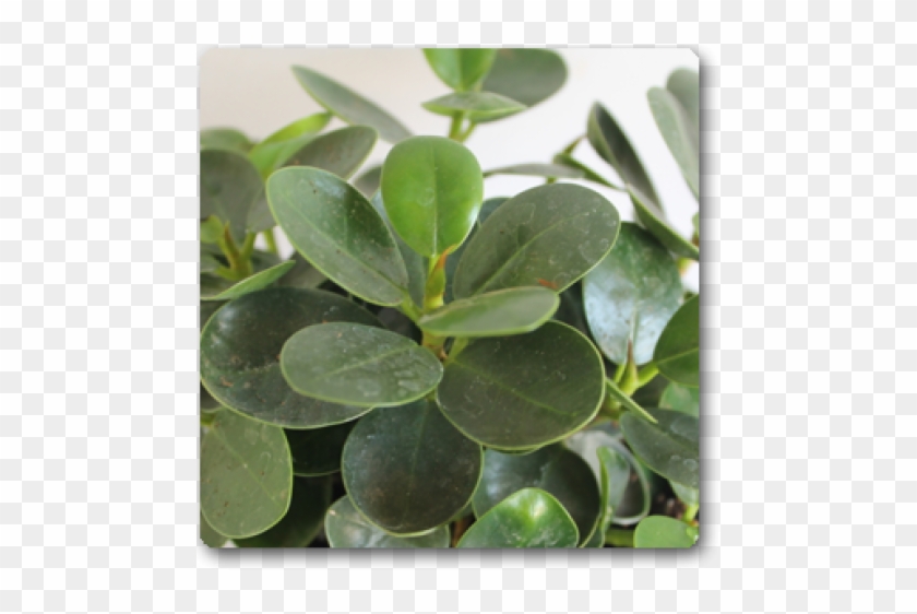 Ficus Compacta Clipart #3747139