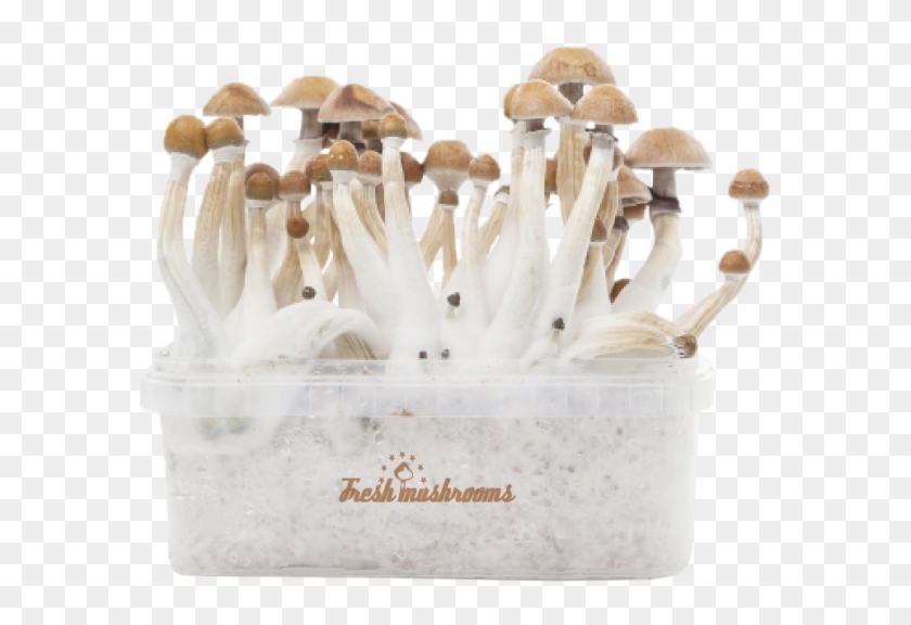 Mexican Xp - Magic Mushroom Mexican Clipart