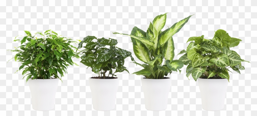 Previous - Next - Dumb Canes Clipart