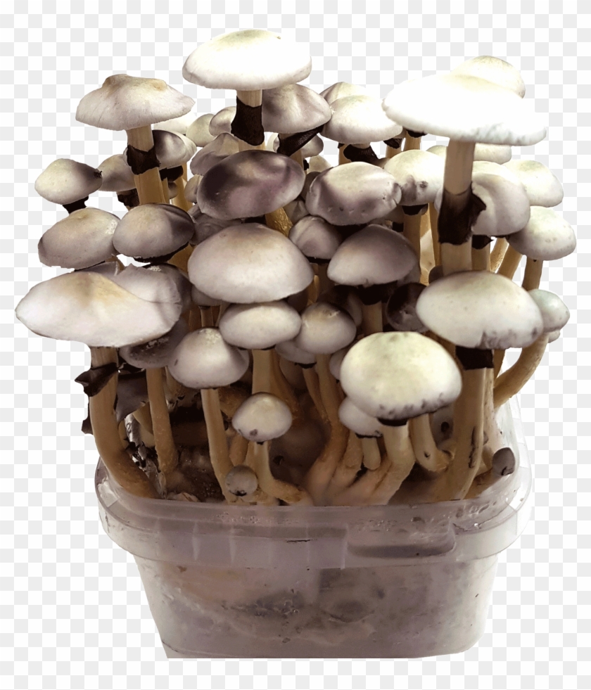 Grow Magic Mushrooms With 100% Mycelium Kits - Buy Magic Mushrooms Clipart #3747649