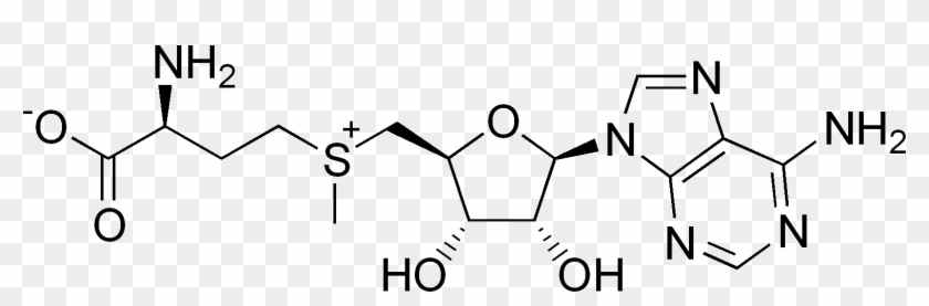 S-adenosylmethionine, A Source Of Methyl Groups In - Gamma Glutamyl 3 Carboxy 4 Nitroanilide Clipart