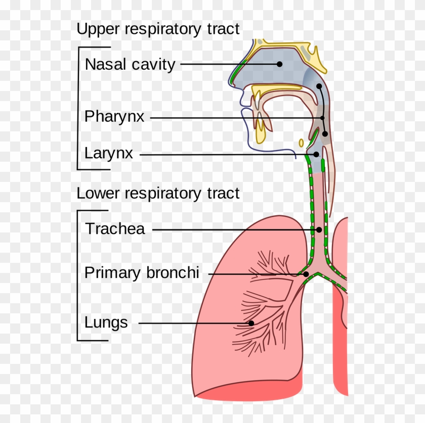 Illu Conducting Passages - Upper And Lower Respiratory Tract Clipart