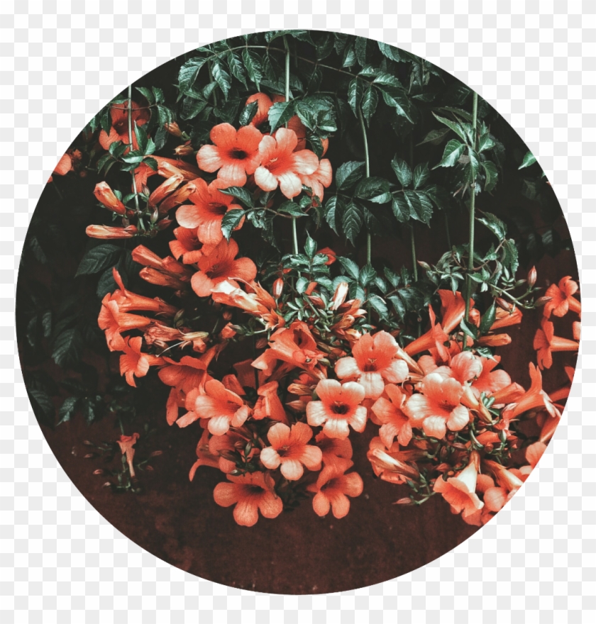 #stiker #tumblr #edit #flores #flower #circulos - Seni Kuda Kepang Samboyo Putro Clipart