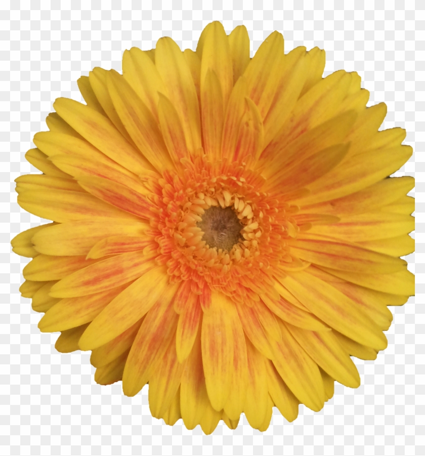 Flores Png - Sunflower Jpg White Background Clipart #3749349
