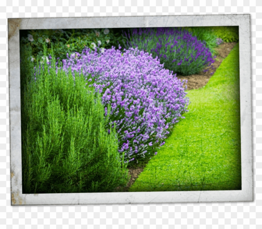 Our Plant Experts Can Help Select The Right Plants - Plants Clipart