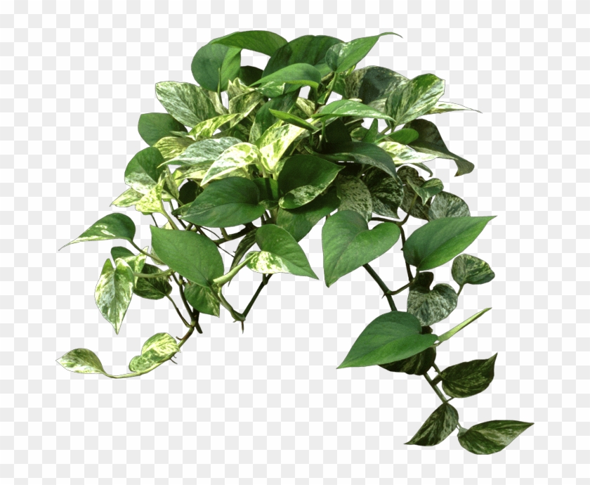 Pothos Plants - Tree Clipart #3750073