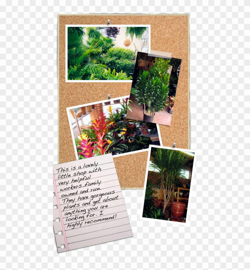 Click Here To Read More About How Much Light Plants - Botanical Garden Clipart #3750261